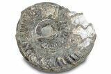 Jurassic Ammonite (Hildoceras) Fossil - England #284043-1